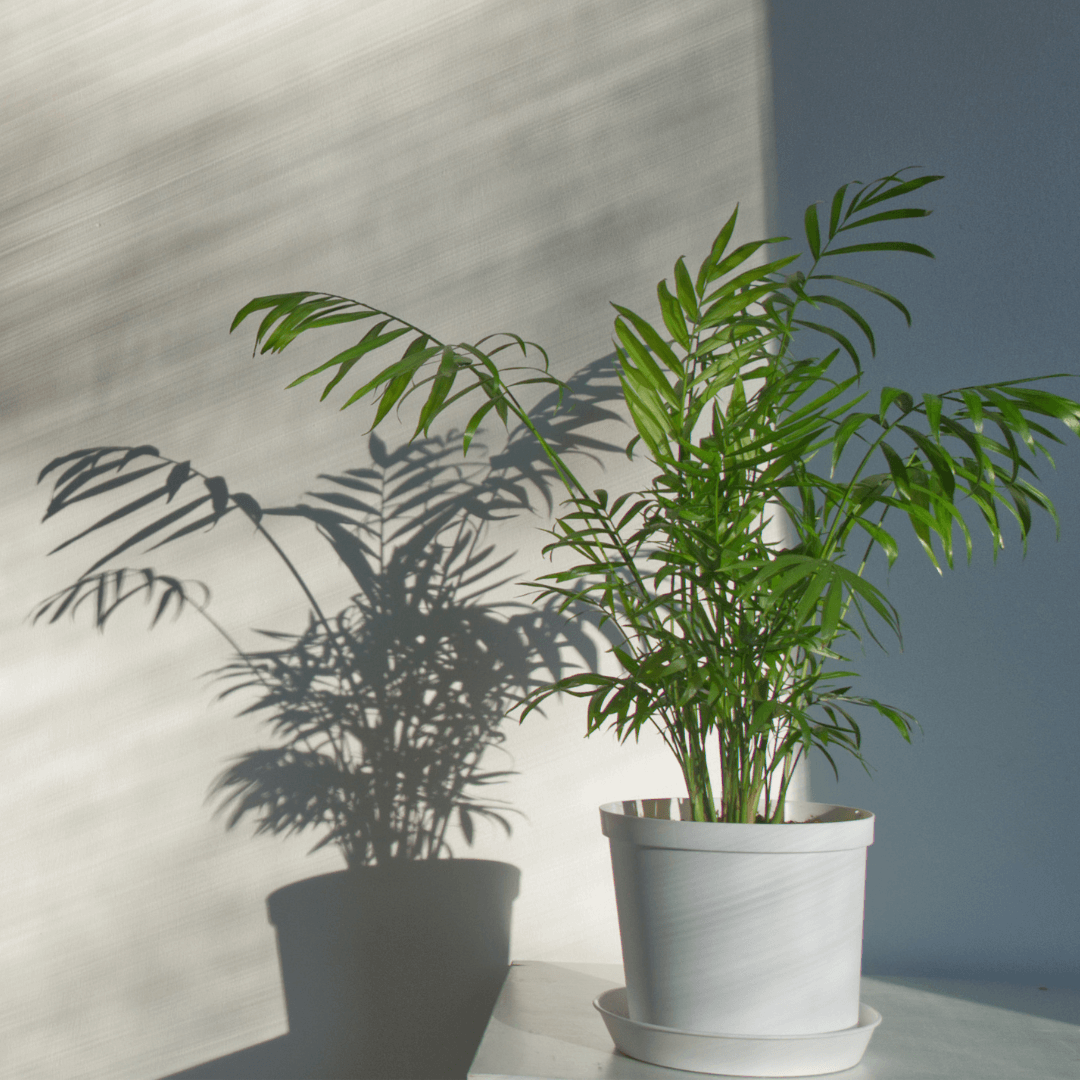 Parlor Palm Neanthe Bella Plant
