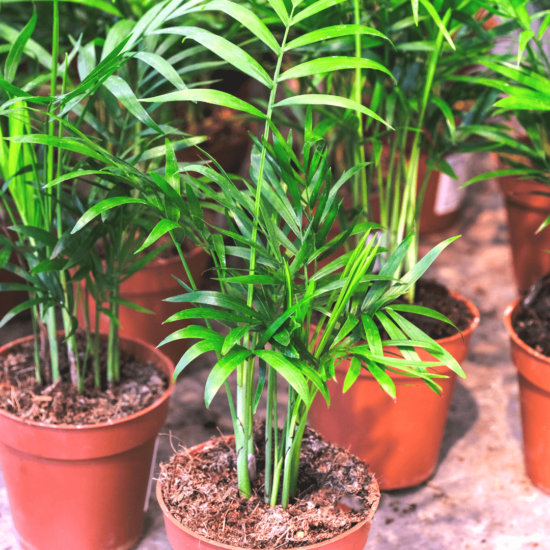 Parlor Palm Neanthe Bella Plant