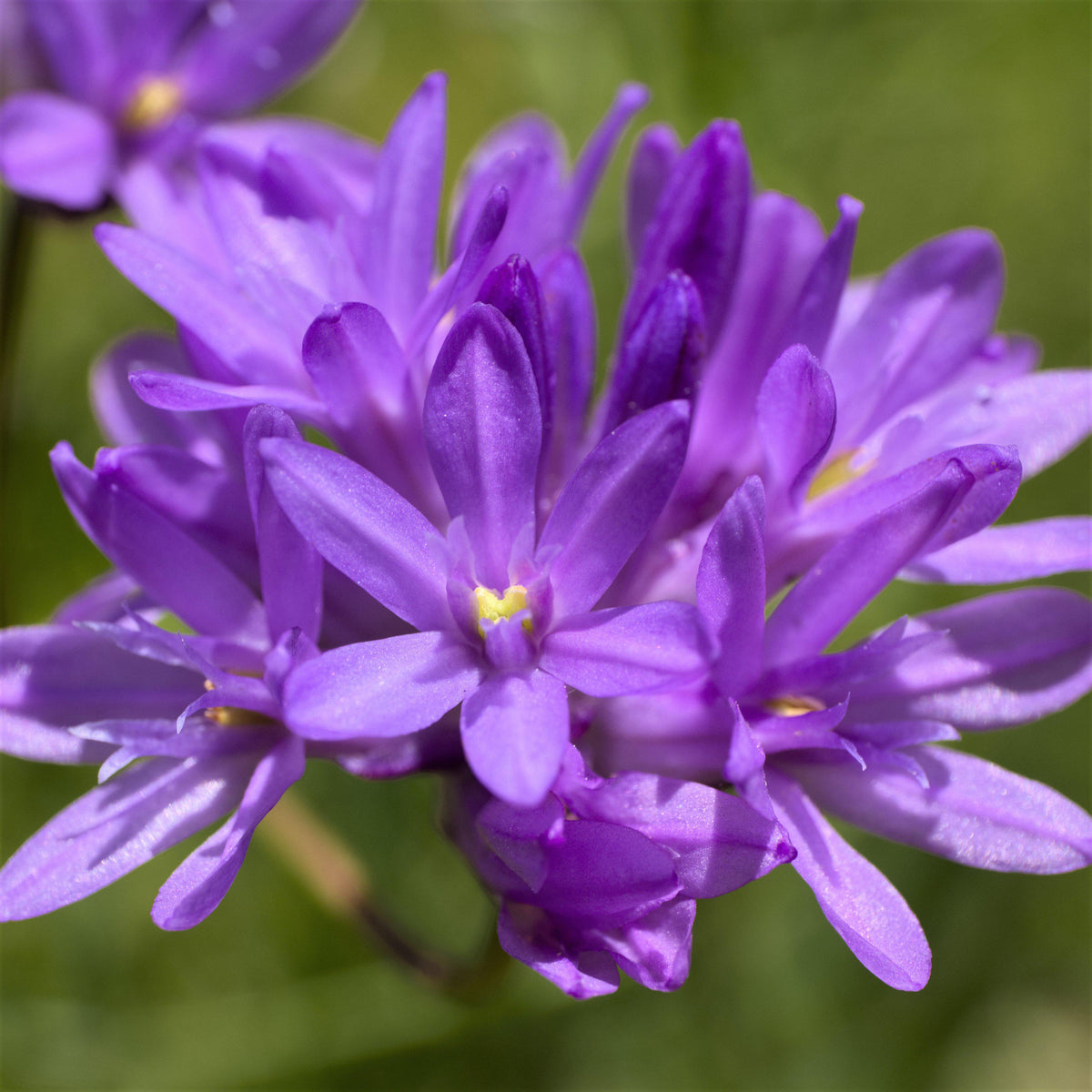 Dichelostemma - Congestum