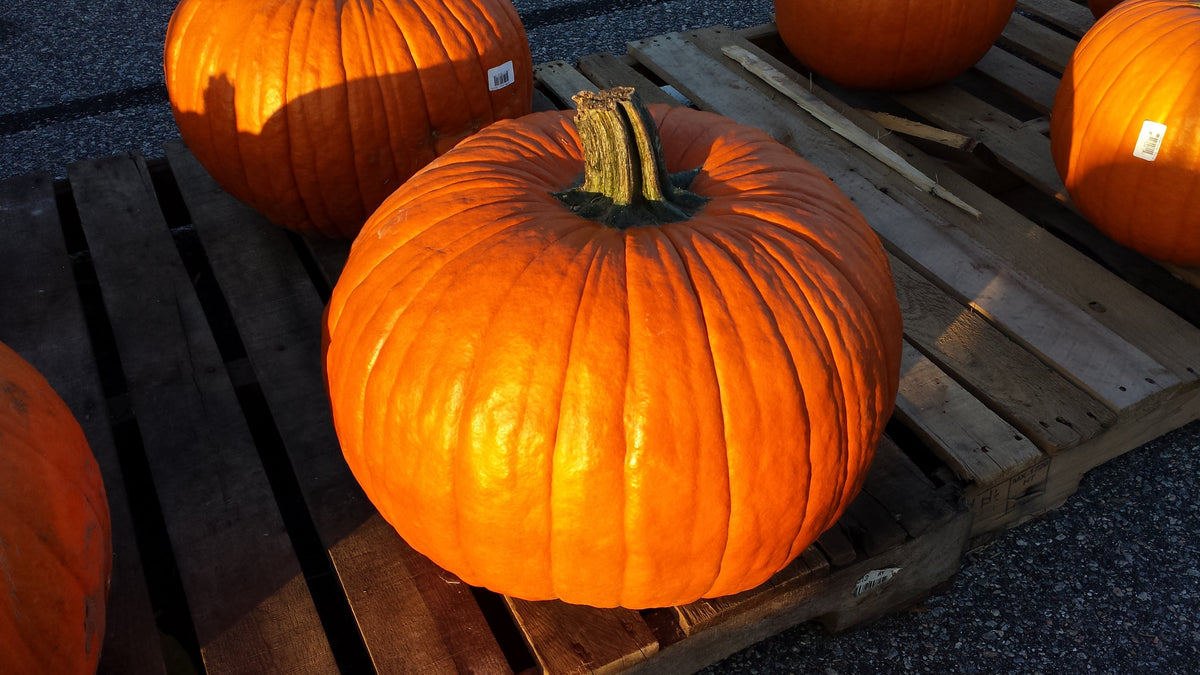 100 Connecticut Field Pumpkin Seeds