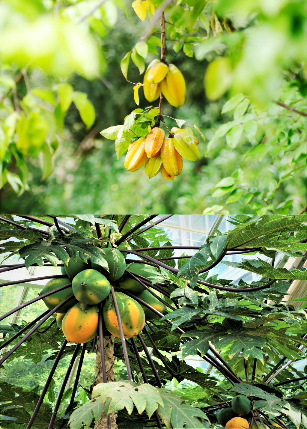 Fast Growing Fruit Tree Bundle: Star Fruit & Papaya
