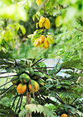 Fast Growing Fruit Tree Bundle: Star Fruit & Papaya