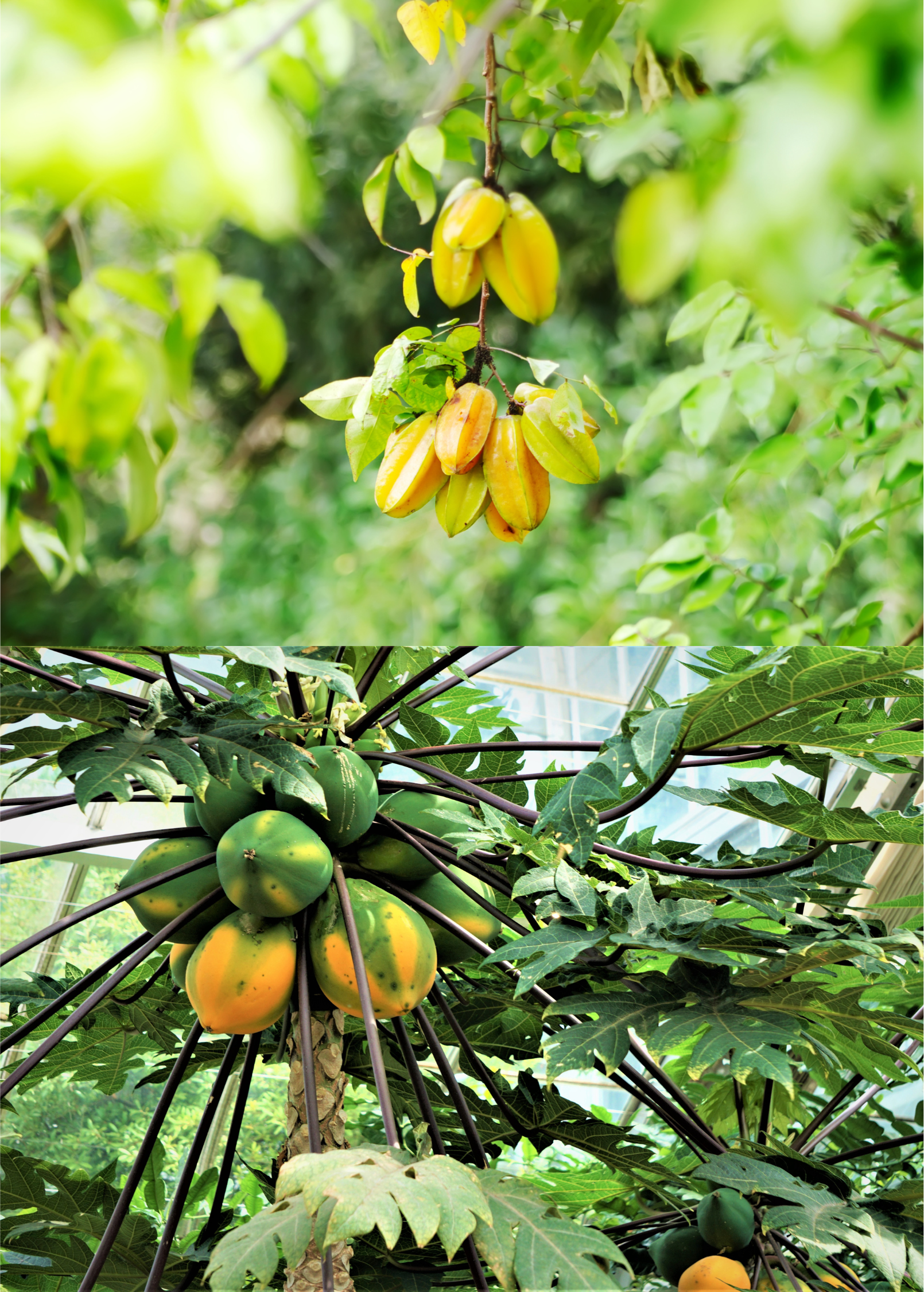 Fast Growing Fruit Tree Bundle: Star Fruit & Papaya