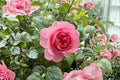 Victoria’s Kiss Rose Live Plant – Pink Peony Style Cut Rose, Rosa hybrid