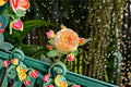 Rosomane Janon Rose Live Plant – Fragrant French Repeat Blooming Garden Rose