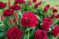 Monica Bellucci Rose Live Plant – Fragrant Own Root Shrub Cut Rose