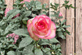 Jumilia Rose Live Plant – Fragrant Long Lasting Cut Rose, Heat Tolerant & Disease Resistant