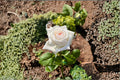 White O’Hara Rose Live Plant – Fragrant Long Lasting Cut Rose
