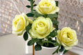 Creamy Eden Rose Live Plant – Repeat Blooming Balcony Rose with White and Green Blooms