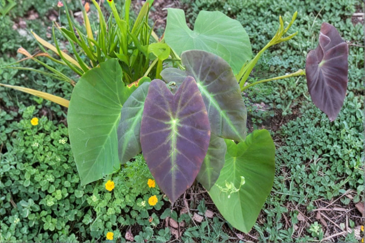 Colocasia Illustris Live Plant – Black Beauty Elephant Ear Tropical Foliage