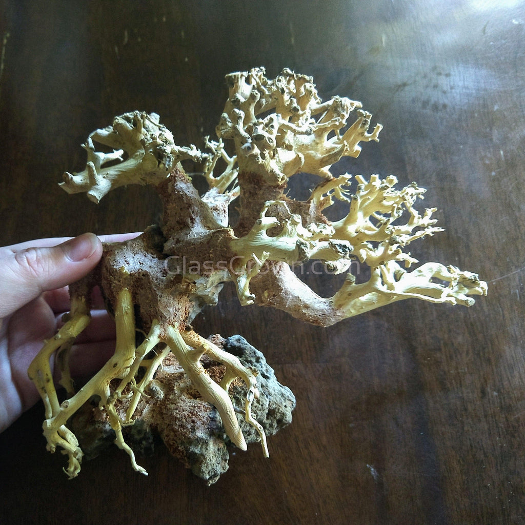 Corcovado Bonsai Wood Nano Size 6"