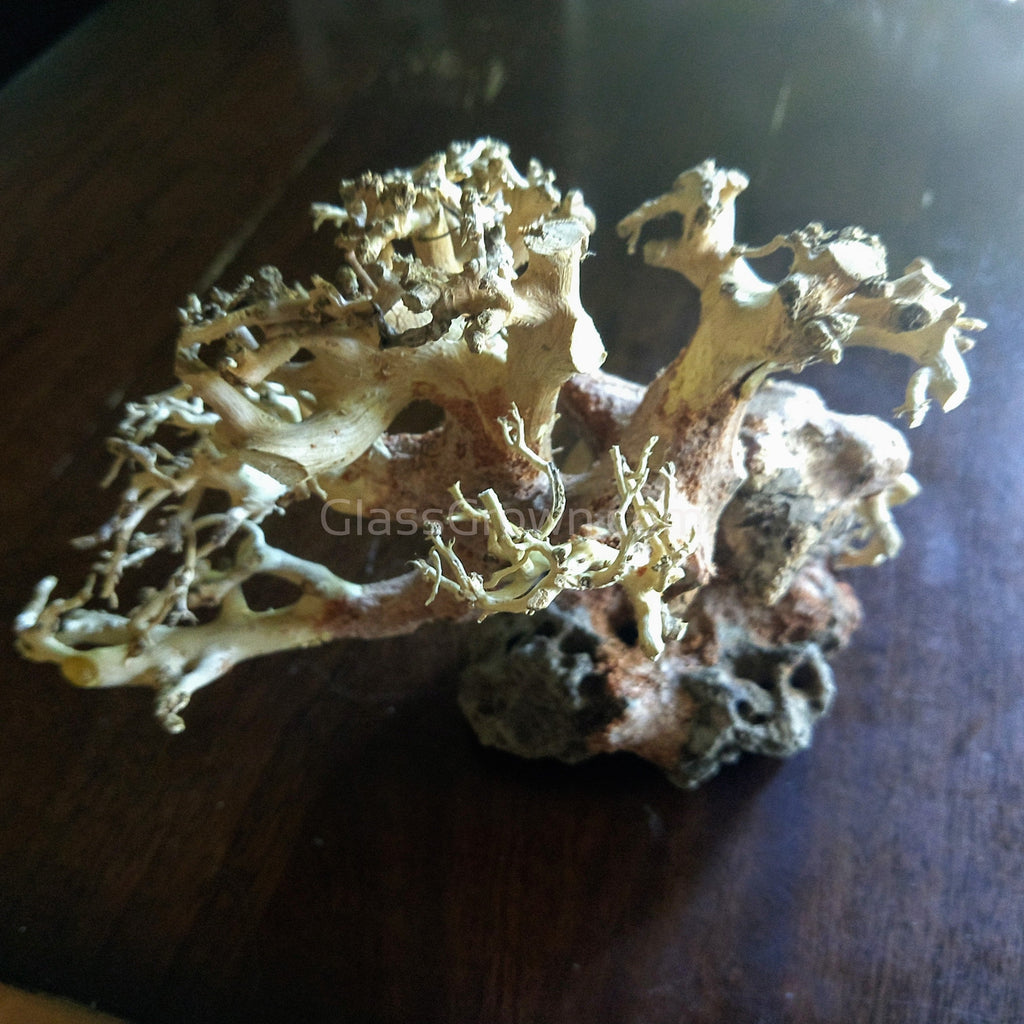 Corcovado Bonsai Wood Nano Size 6"