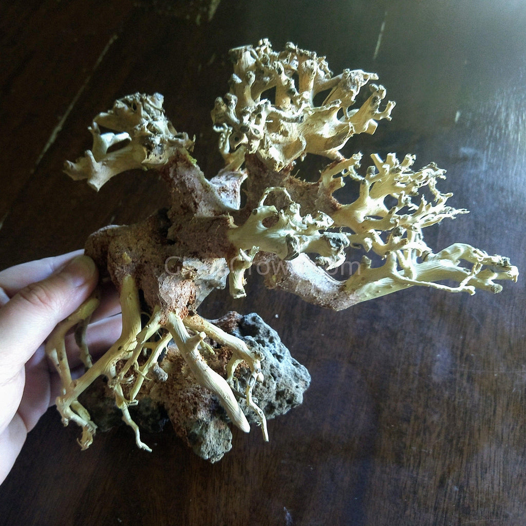 Corcovado Bonsai Wood Nano Size 6"