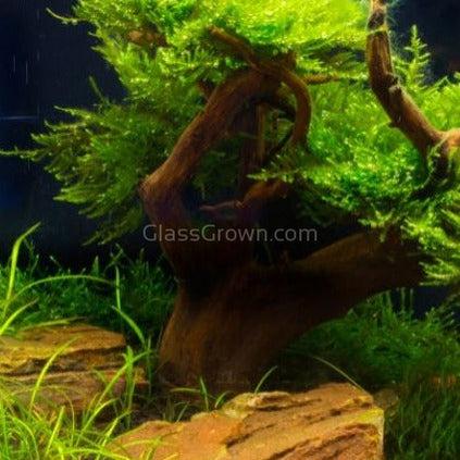 Corcovado Bonsai Wood Nano Size 6"