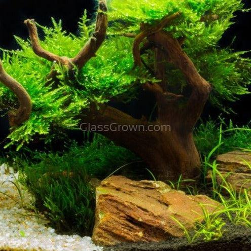 Corcovado Bonsai Wood Nano Size 6"