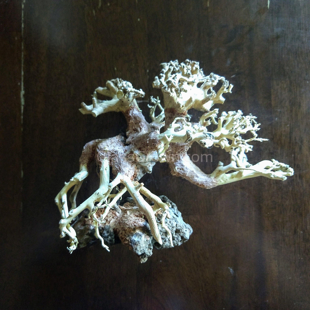 Corcovado Bonsai Wood Nano Size 6"