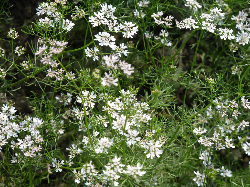 250 Cilantro Seeds - Coriandrum sativum - Non-GMO Medicinal and Culinary Herb
