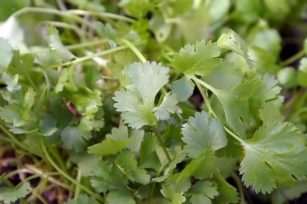 250 Cilantro Seeds - Coriandrum sativum - Non-GMO Medicinal and Culinary Herb