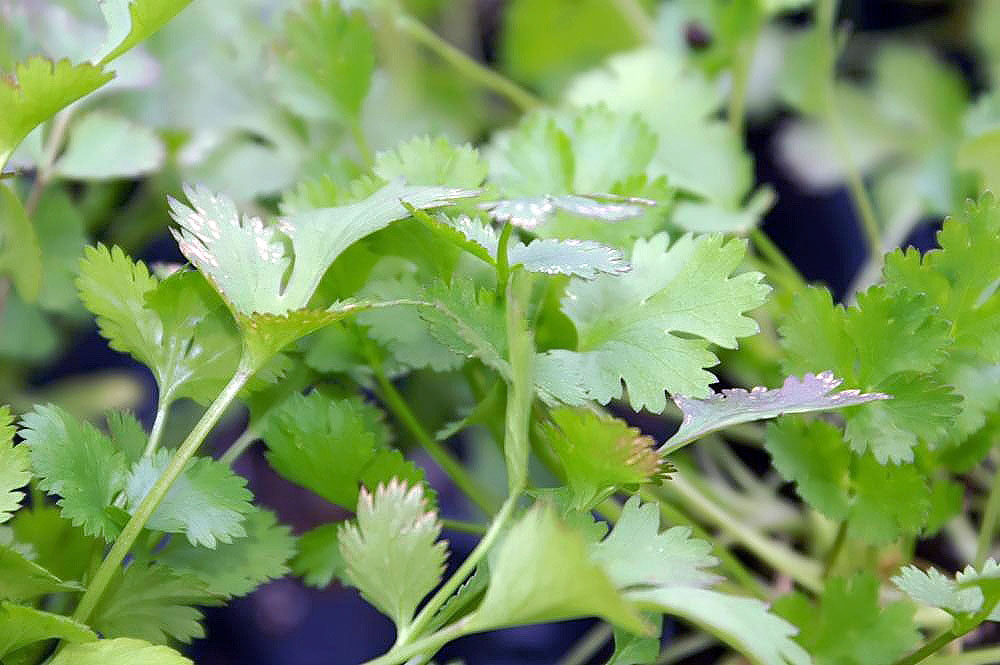 250 Cilantro Seeds - Coriandrum sativum - Non-GMO Medicinal and Culinary Herb