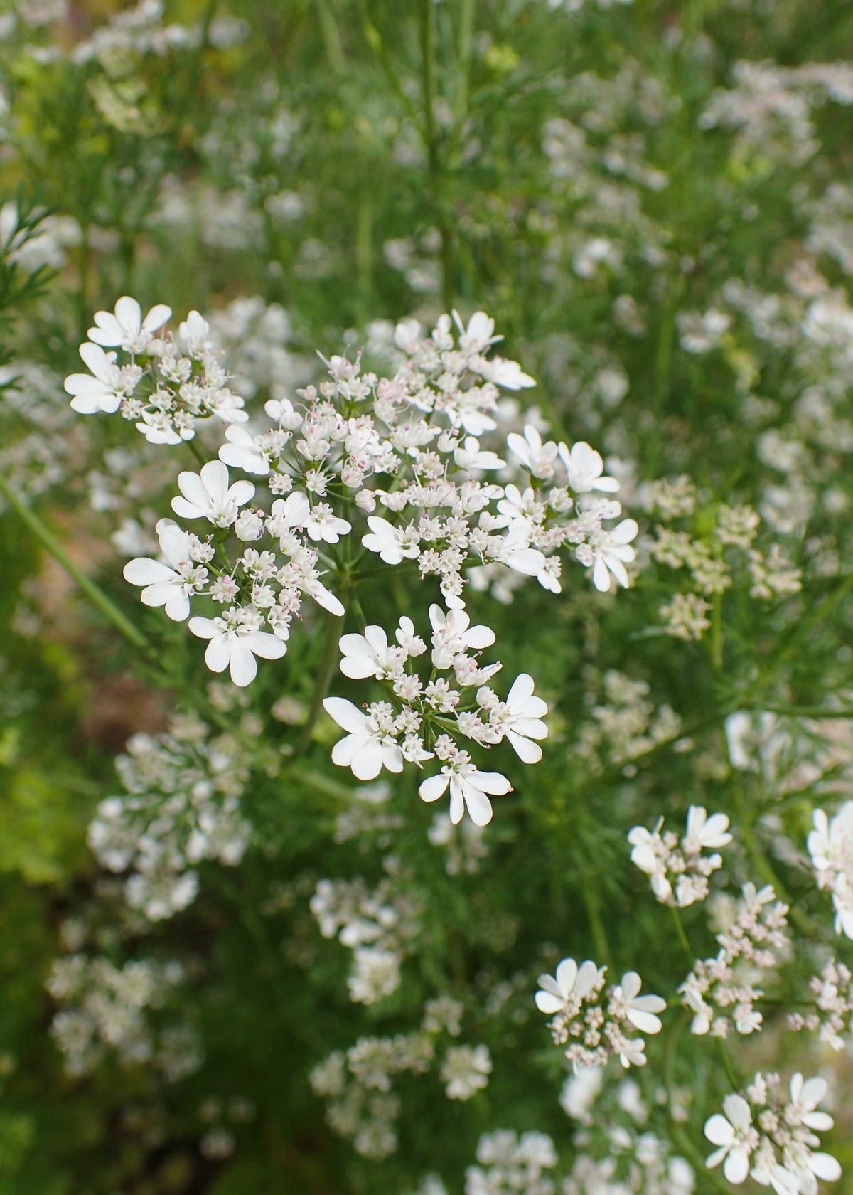 250 Cilantro Seeds - Coriandrum sativum - Non-GMO Medicinal and Culinary Herb