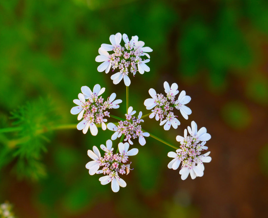 250 Cilantro Seeds - Coriandrum sativum - Non-GMO Medicinal and Culinary Herb