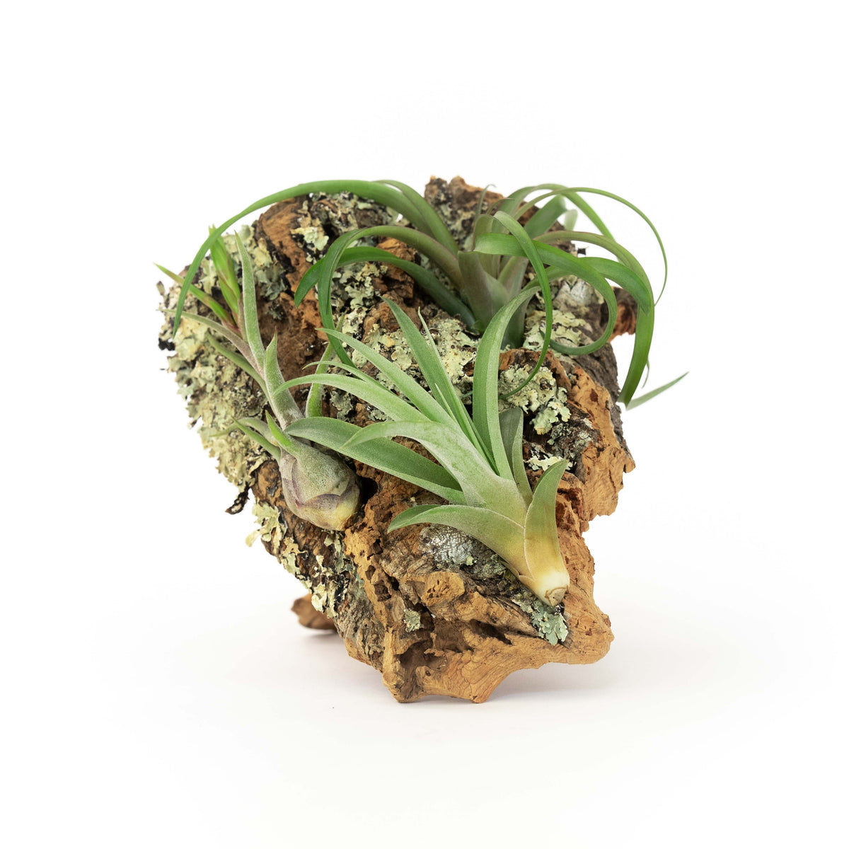 Medium Cork Bark Display with 4 Tillandsia Air Plants & Waterproof Glue -  Approximately 7 X 9 Inches