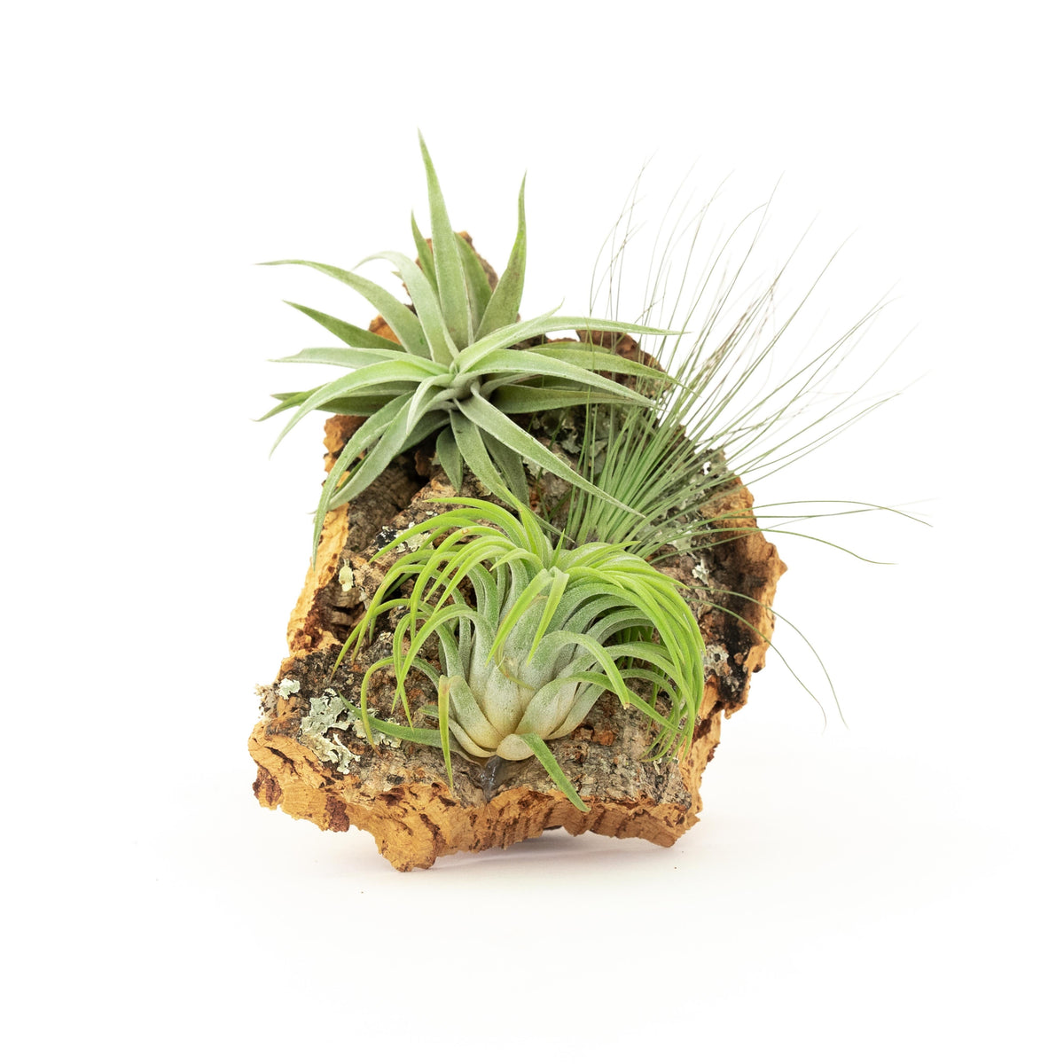 Medium Cork Bark Display with 4 Tillandsia Air Plants & Waterproof Glue -  Approximately 7 X 9 Inches