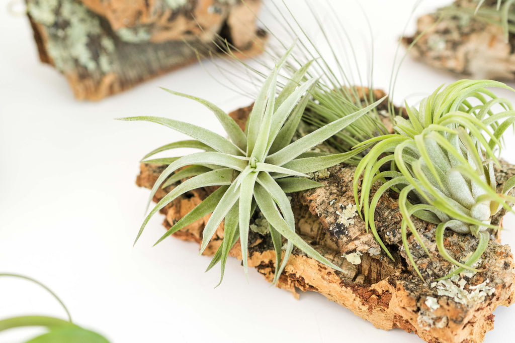 Medium Cork Bark Display with 4 Tillandsia Air Plants & Waterproof Glue -  Approximately 7 X 9 Inches