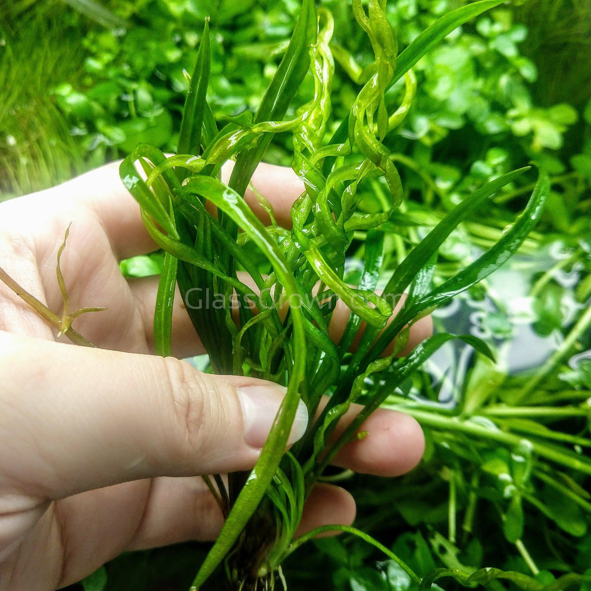 Corkscrew Vesuvius Sword (Helanthium augustifolia 'Vesuvius')