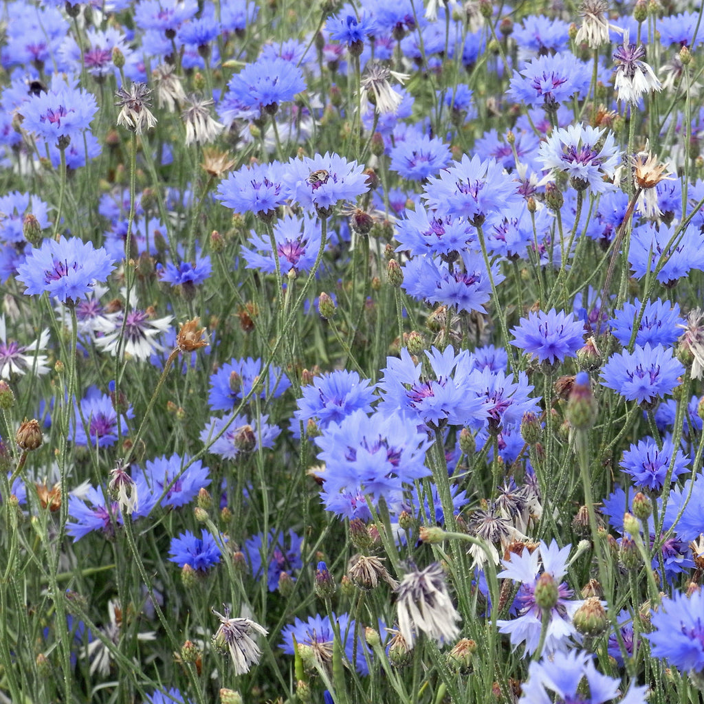 500 Centaurea cyanus seeds - Cornflower Seeds - Non-GMO Medicinal Herb