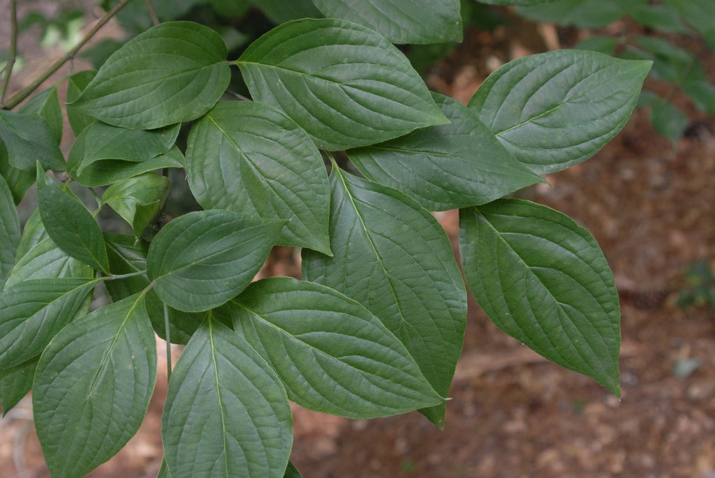 Flowering Dogwood Tree 'Cherokee Brave Dogwood'
