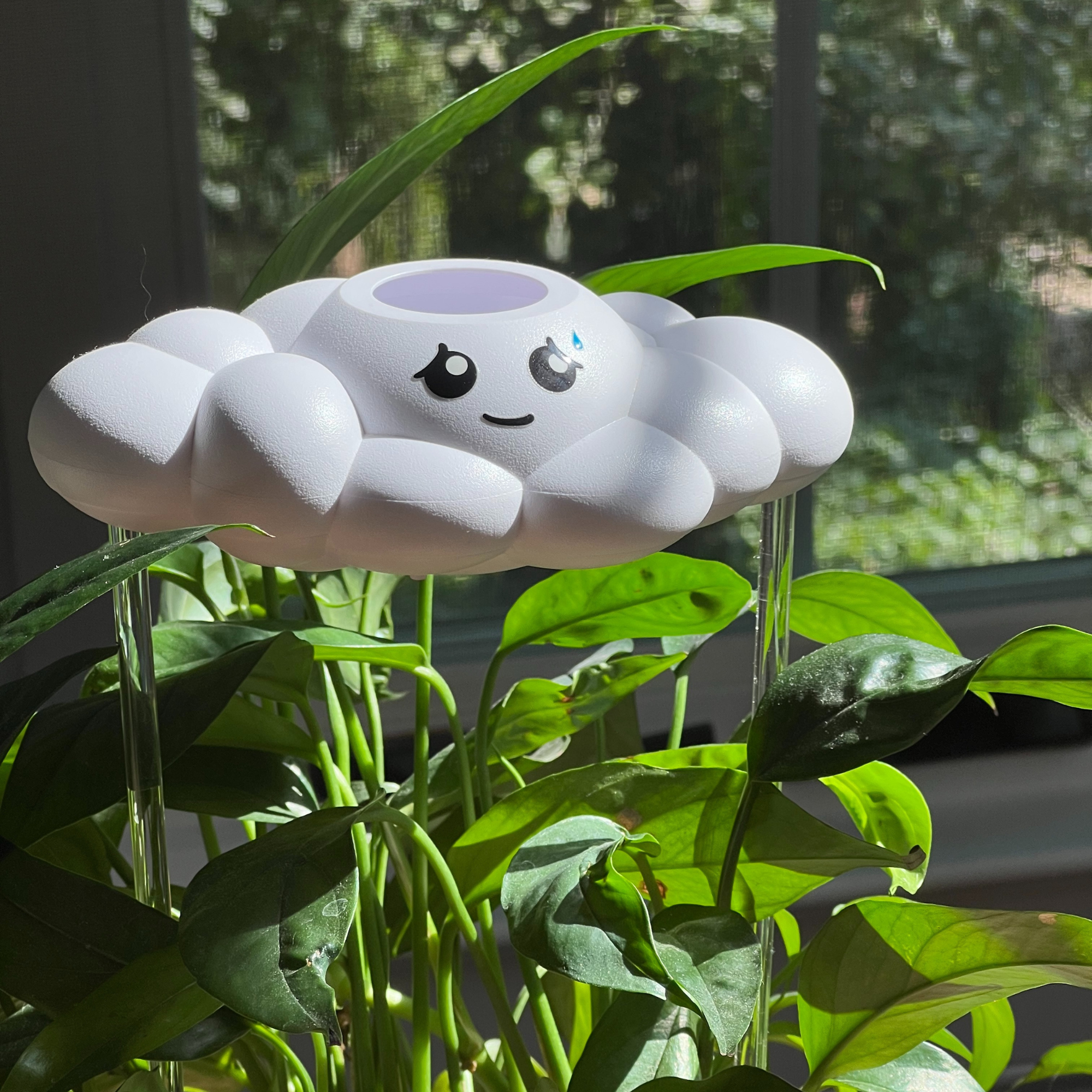 Cory the Cloud