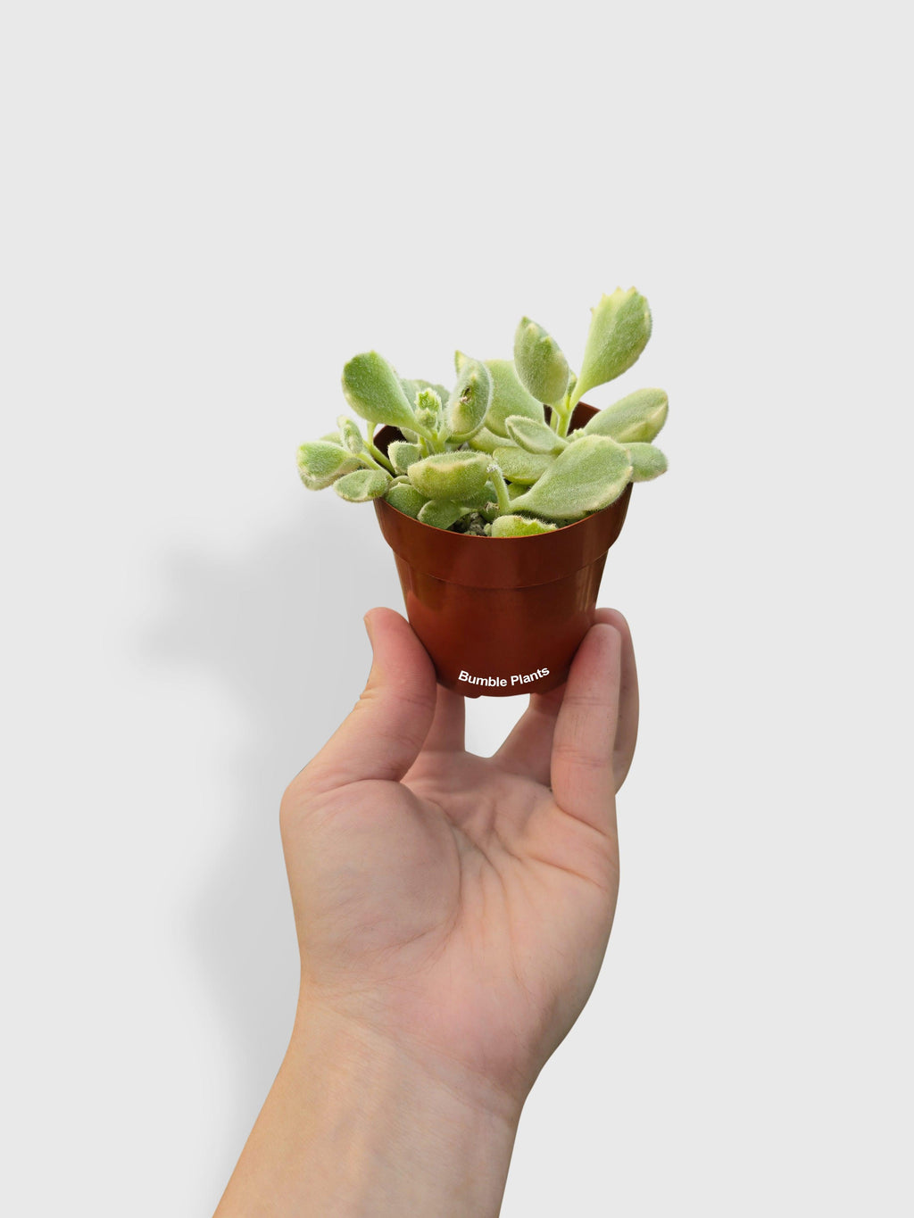 Cotyledon Tomentosa Bear's Paw Succulent