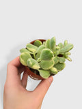 Cotyledon Tomentosa Bear's Paw Succulent