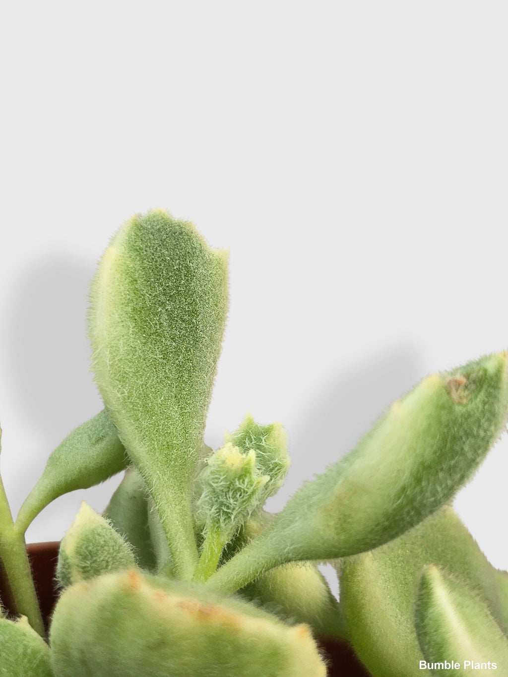 Cotyledon Tomentosa Bear's Paw Succulent