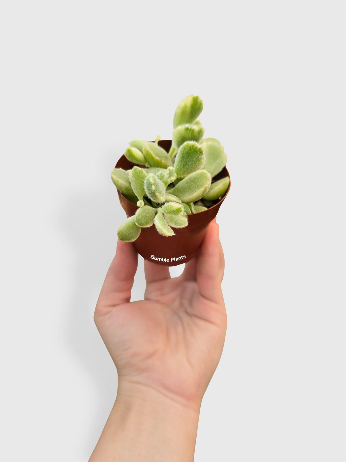 Cotyledon Tomentosa Bear's Paw Succulent