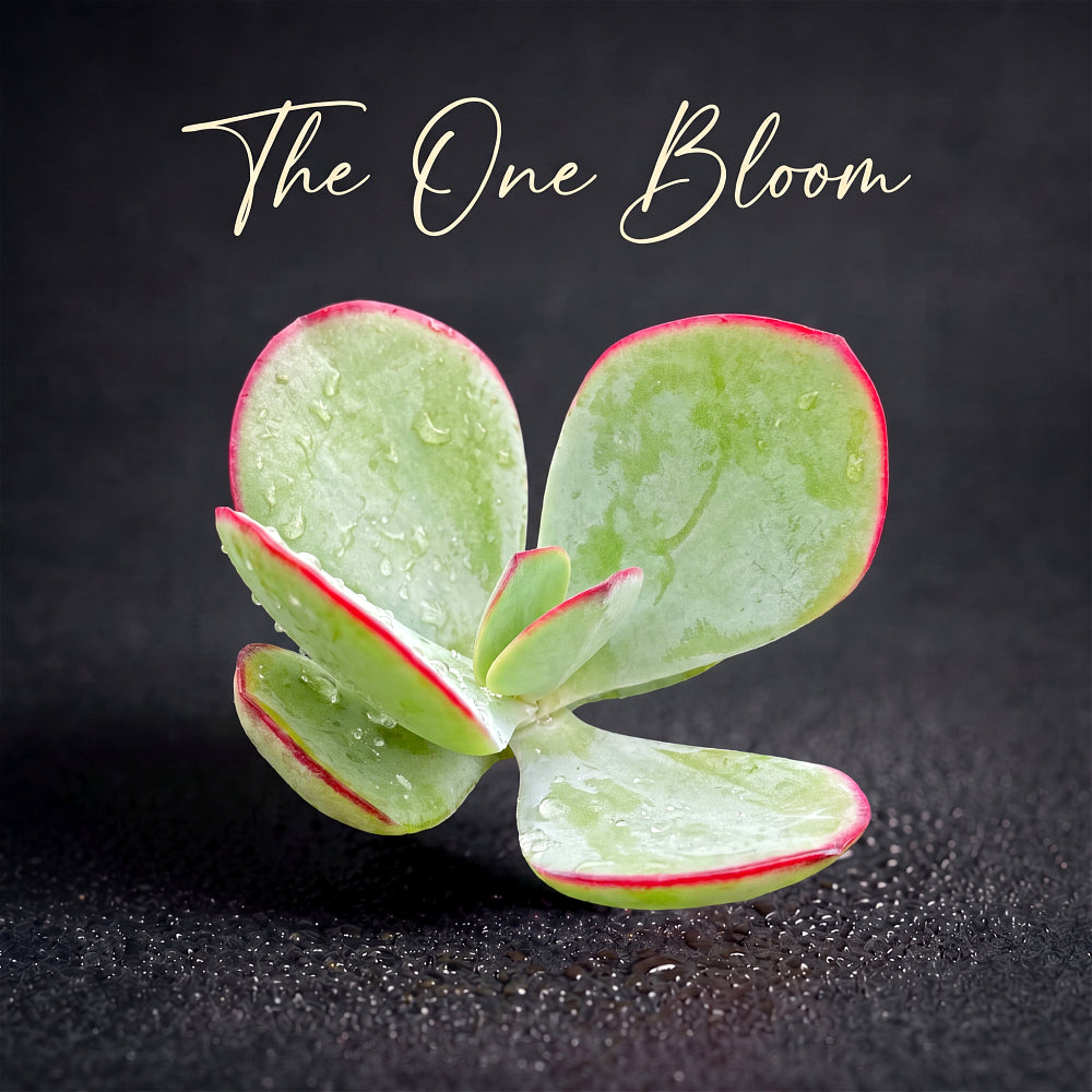 Cotyledon Orbiculata 'Frost Kiss' - Approx. 1.5" Diameter - Vibrant and Beginner-Friendly