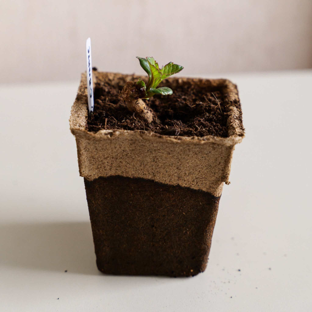 CowPots® #4 Square
