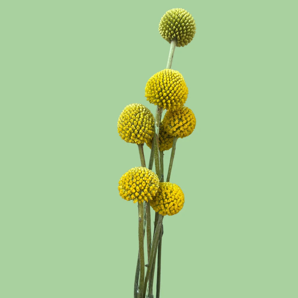 Craspedia seeds