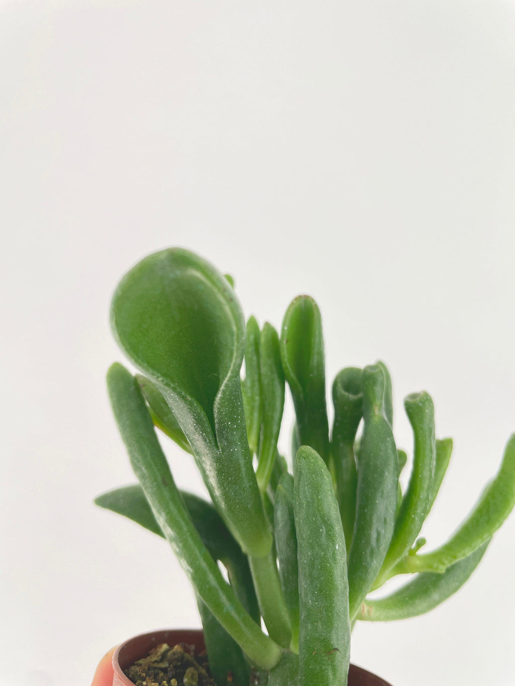 Crassula Gollum Hobbit Jade Succulent
