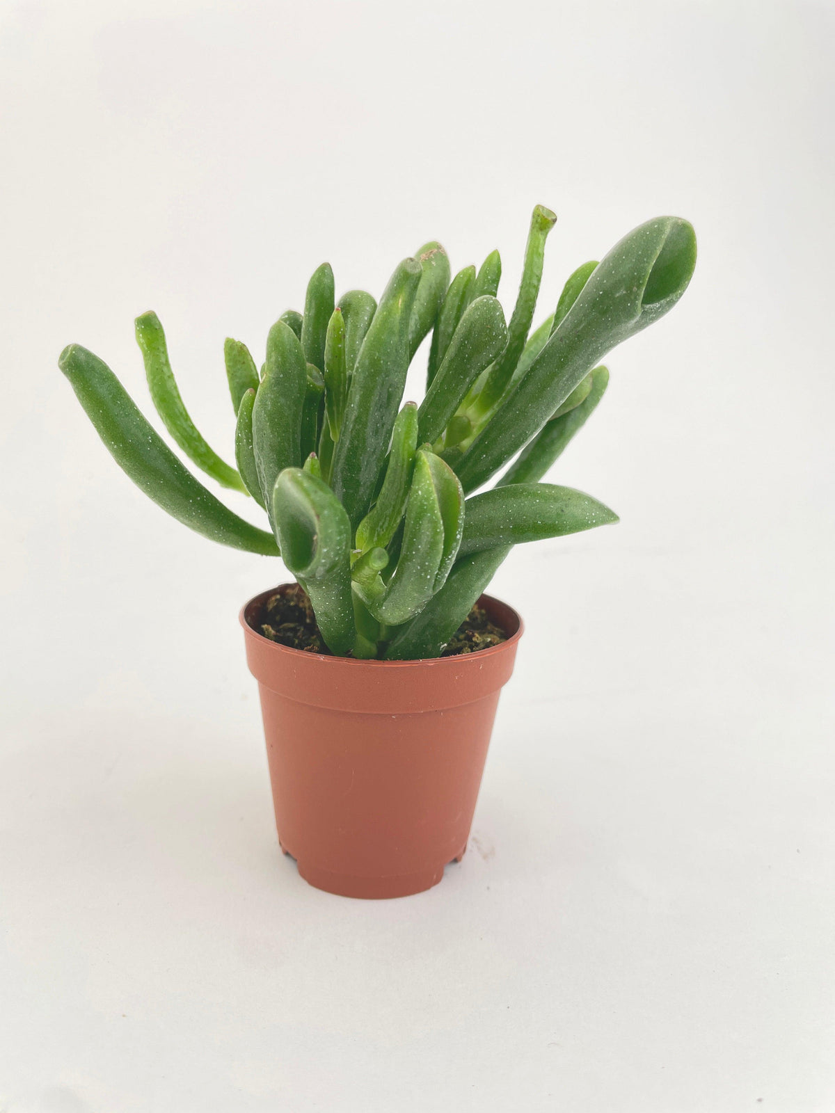 Crassula Gollum Hobbit Jade Succulent
