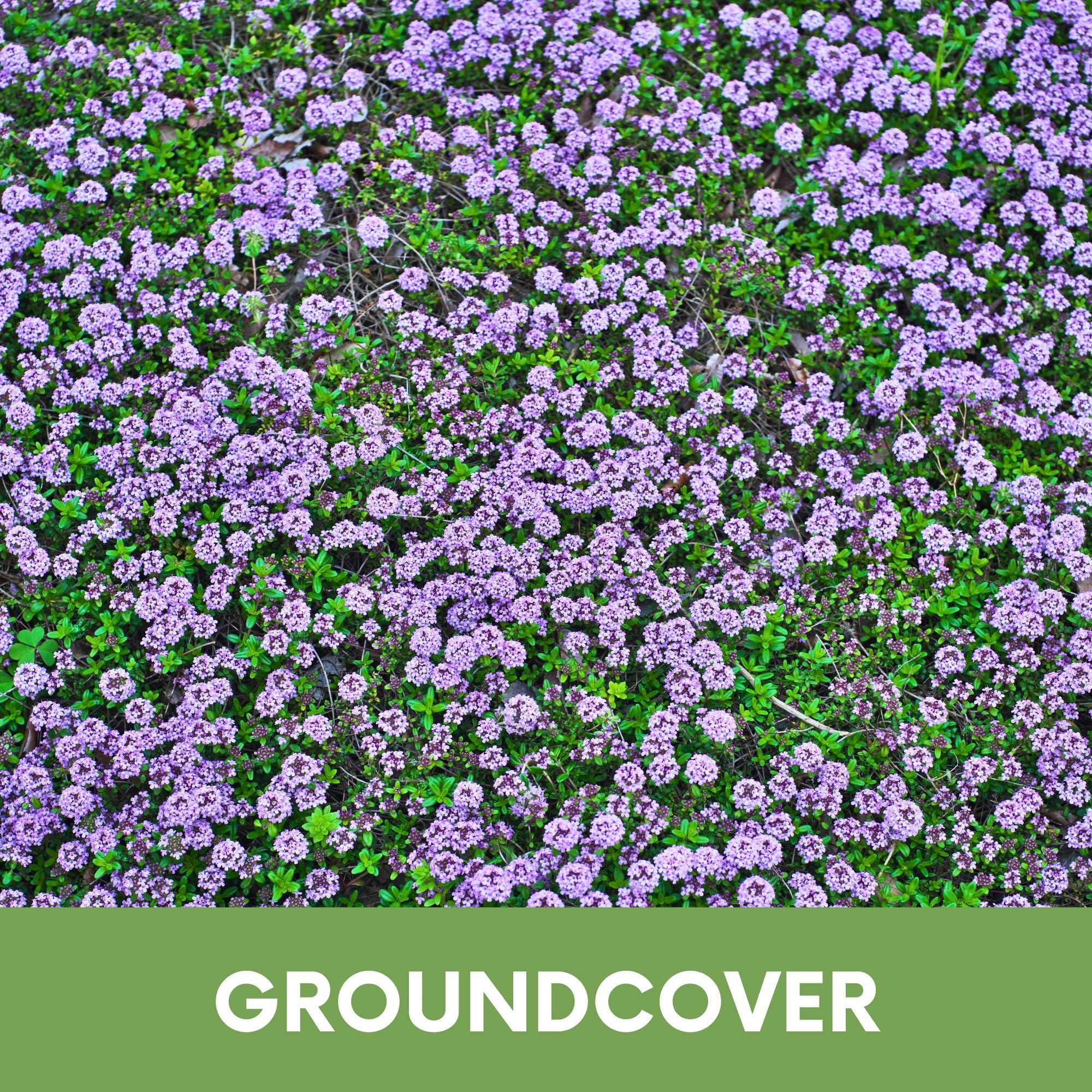 Creeping Thyme Seed Pouch