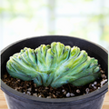 Crested Blue Flame