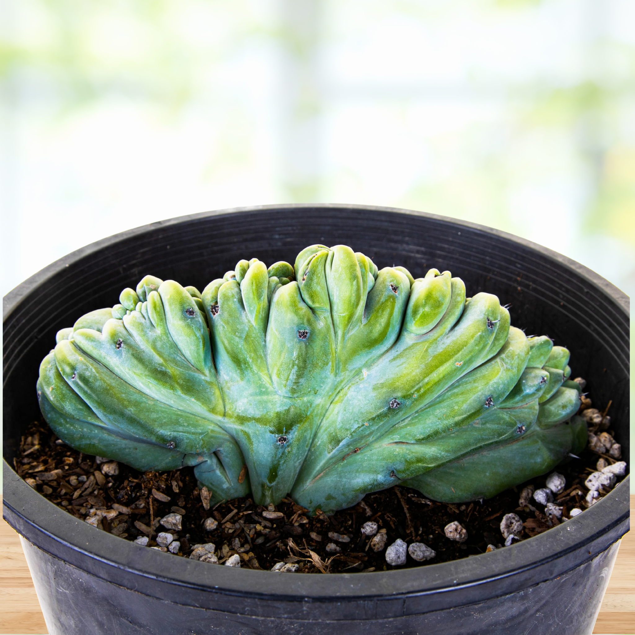 Crested Blue Flame