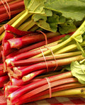 Crimson Red (Cherry) Rhubarb Crowns - 1 root division