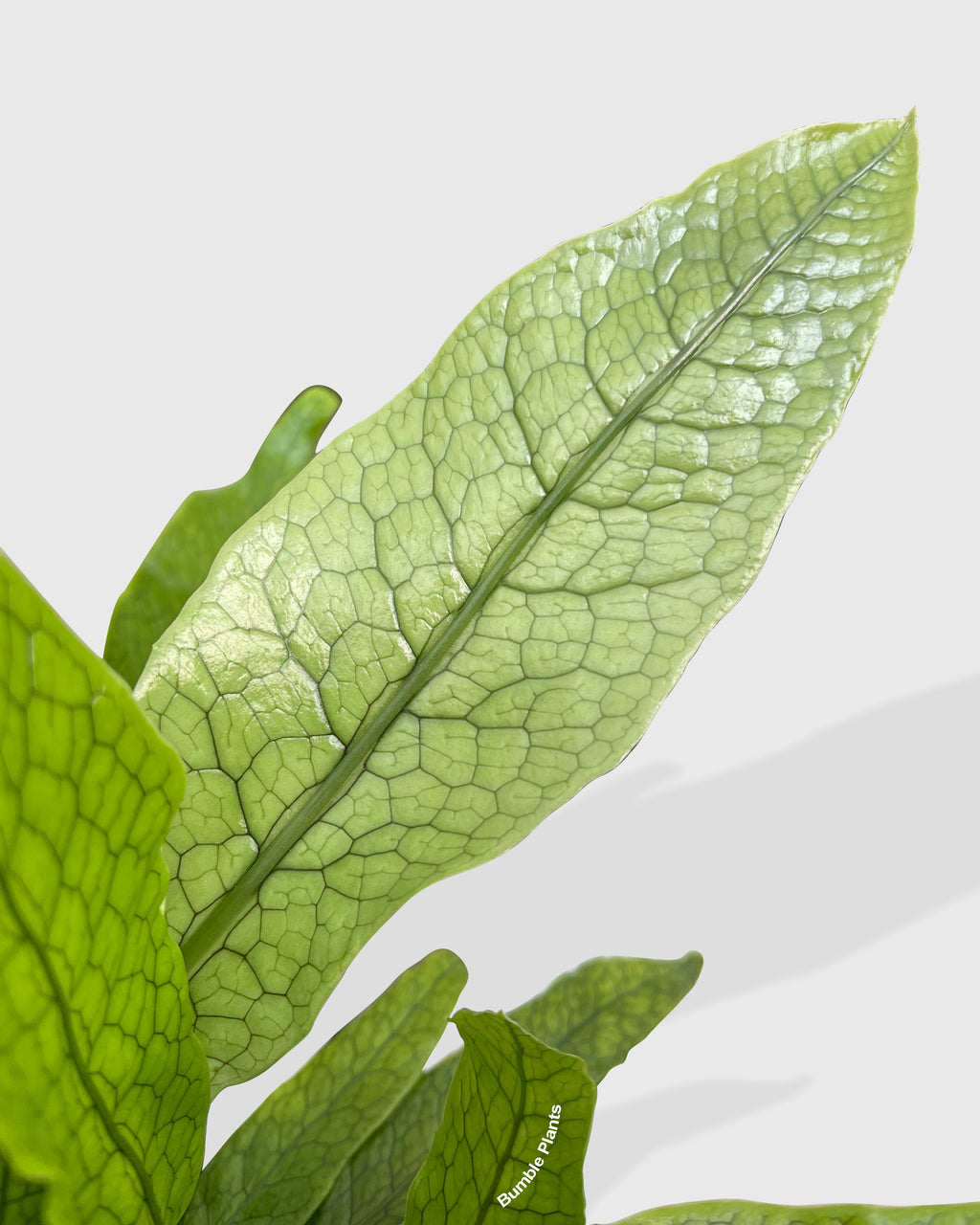 Microsorum Musifolium 'Crocodile' Fern