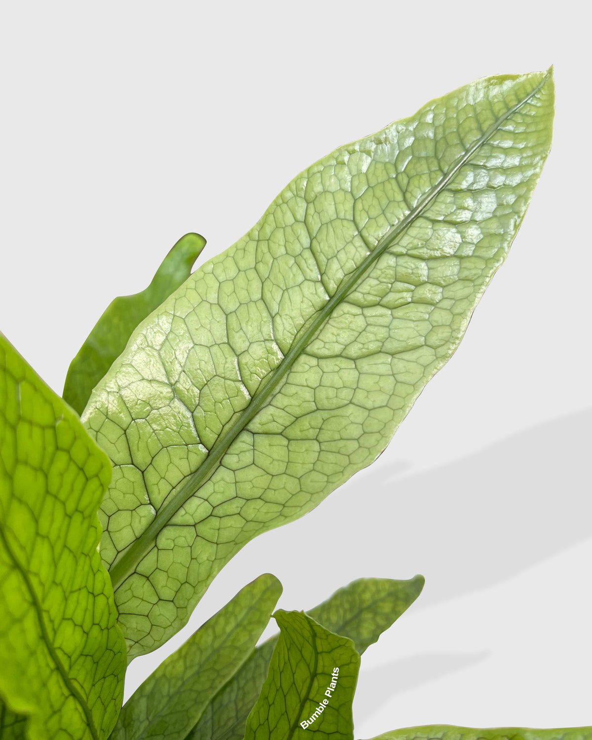Microsorum Musifolium 'Crocodile' Fern