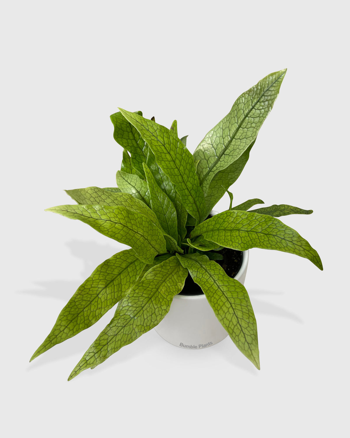 Microsorum Musifolium 'Crocodile' Fern