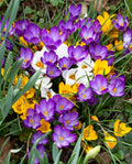 Mixed Crocus - 30 bulbs