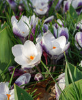 Prins Claus Species Crocus - 10 bulbs